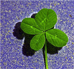 Think Your Lucky?