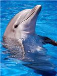 Dolphins