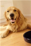 Hangi Köpek Sana Uygun?