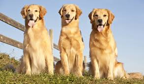 Hangi Köpek Türü Tam Sana Uygun?