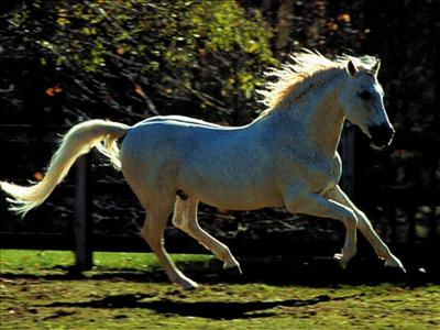 What Is Your Perfect Pet?