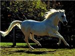 What Is Your Perfect Pet?