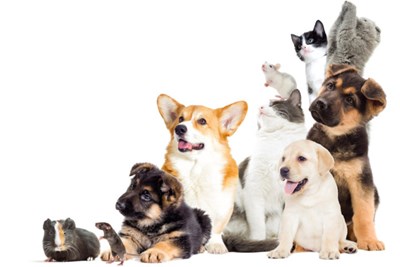 Qual'è L'animale Domestico Più Adatto A Te?!