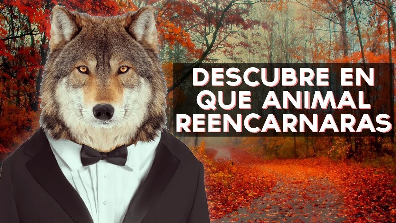 Que Animal Serás En Tu Próxima Vida