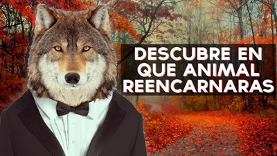 Que Animal Serás En Tu Próxima Vida