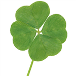 Check Your Luck