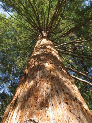 What Type Of Tree Are You?