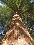 What Type Of Tree Are You?