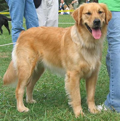 What Kind Of Dog R U???