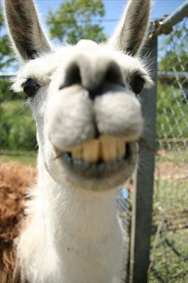Llama Or Camel