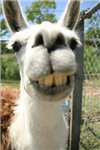 Llama Or Camel