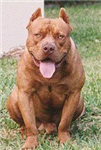 Hangi Köpek Türüsün?