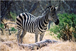Quel Animal Est Tu?