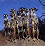 Meerkat Sender