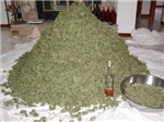 Weed & Hennessy