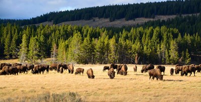 Se fossi un animale quale saresti?