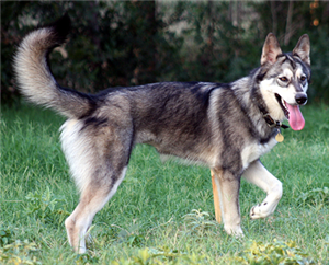 Hangi Köpek Sana Uygun