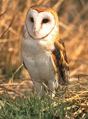 What Guardians Of Ga'hoole Owl Are You?