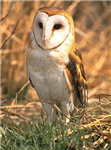 What Guardians Of Ga'hoole Owl Are You?