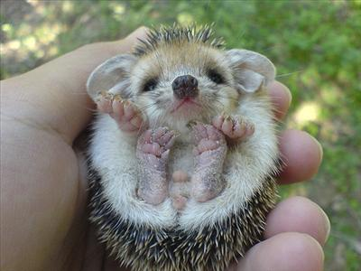 How Cute Are You?