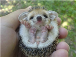 How Cute Are You?
