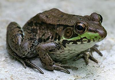Can You Ever Be Loved By A Frog?/