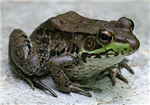 Can You Ever Be Loved By A Frog?/