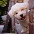 Adorable Puppy