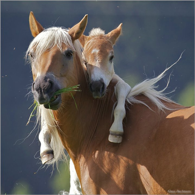 abrazo 