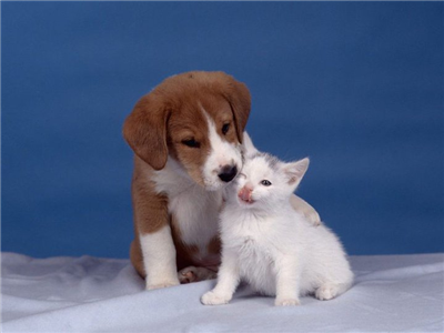 abrazo 