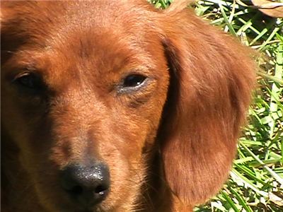 What Dog Breed Are You?