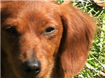 What Dog Breed Are You?