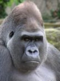 Are You A Person Or An Animal