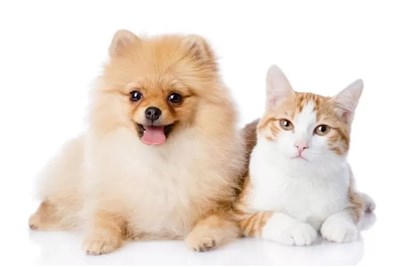 Lebih Suka Mana? Kucing Atau Anjing?