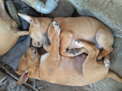 Jadi Karakter Anjing