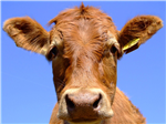 Are You A Cow?