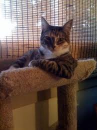Kucing yang patut anda bela ialah kucing Gangster