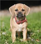 Send A Puupy