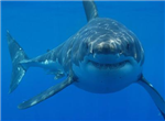 Eaten Alive.