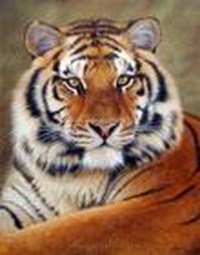 If U Were An Animal, What Would You Be???
