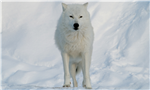 What Animagus Would You Be?