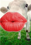 Besos De Vaca