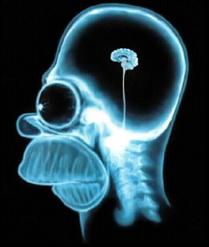 Test Your Brain Size