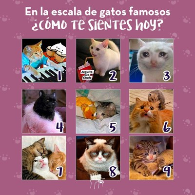 Que gato eres?