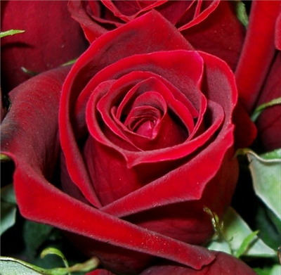 Rosen