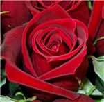 Rosen