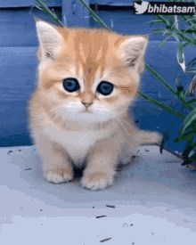 Kucing|Kuiz
