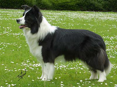 Quel Chien Est Tu?