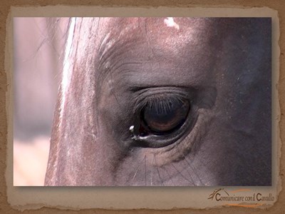 Che Razza Di Cavallo Sei?