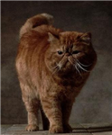 Hangi Kedi Sana Göre?